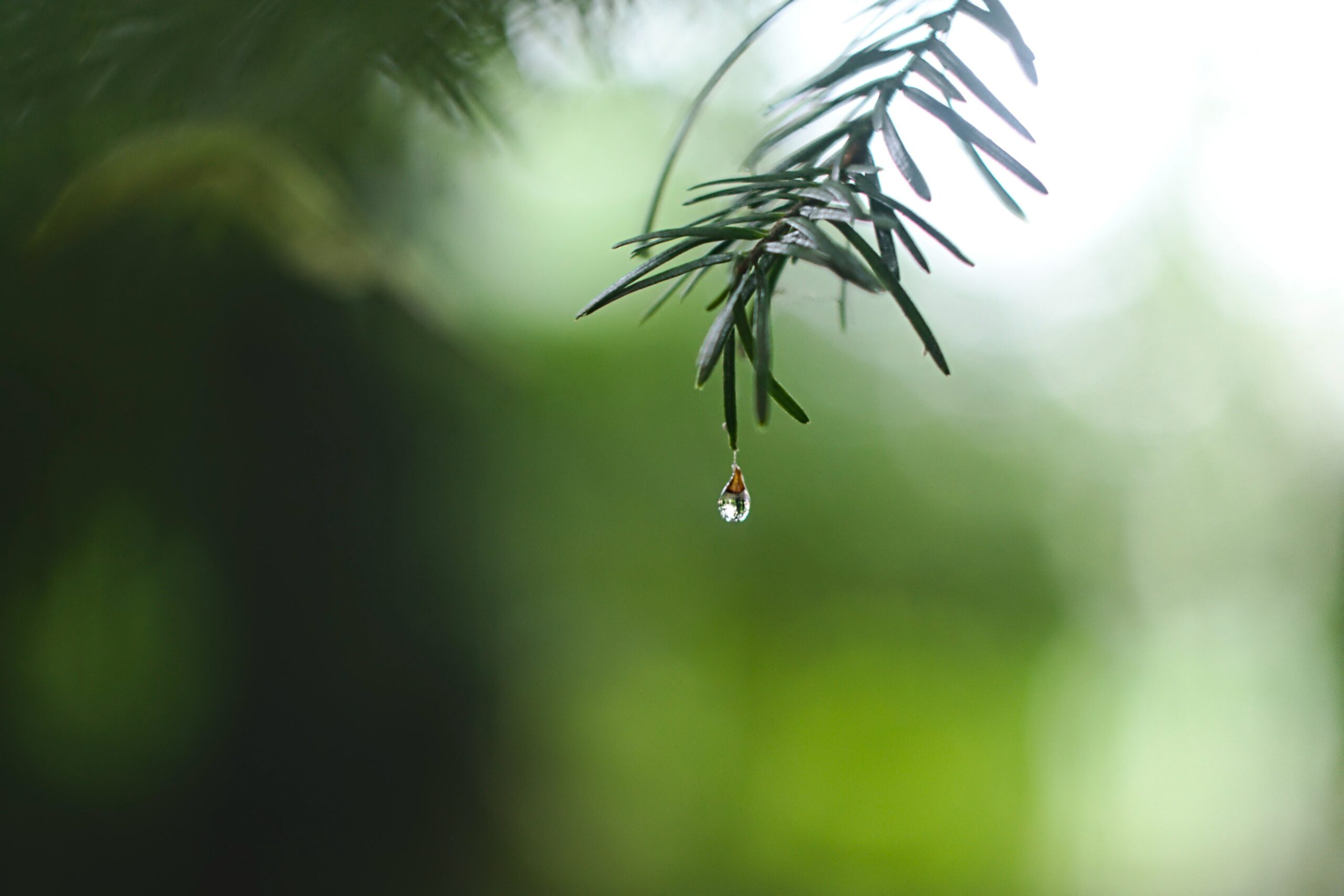 a drop of water hovers almost falling off a spruce needle tip on a tree branch